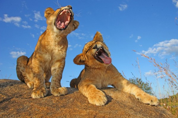 mad lion cubs