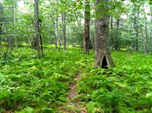 The ferns near Big Bald Knob